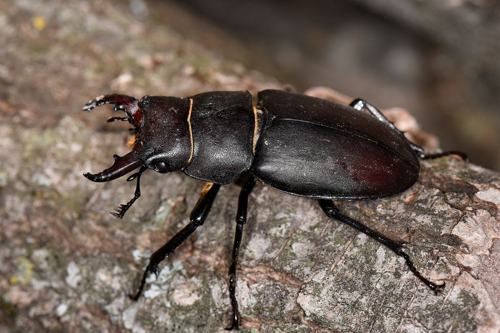 Lucanidae: Lucanus tetraodon, femmina